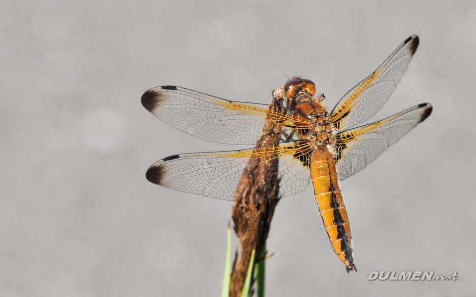 Blue Chaser (Libellula fulva)